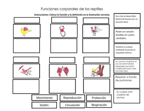 Funciones corporales aves