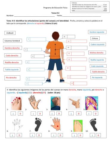 Articulaciones y lateralidad