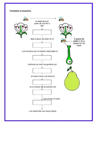 Reproducción asexual plantas esquema