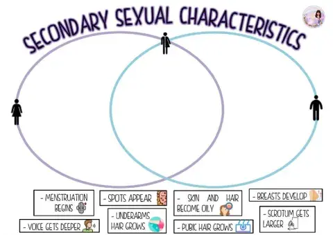 Secondary sexual characteristics