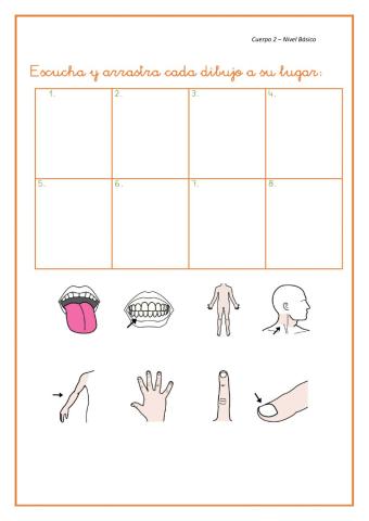 Partes del cuerpo 2