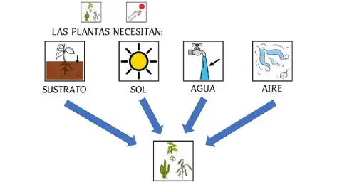 Que necesitan las plantas