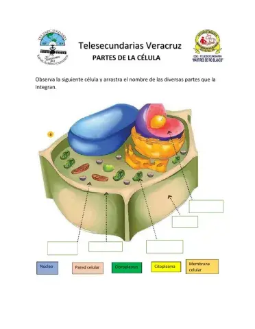 Partes de la célula