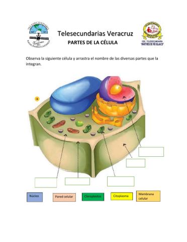 Partes de la célula