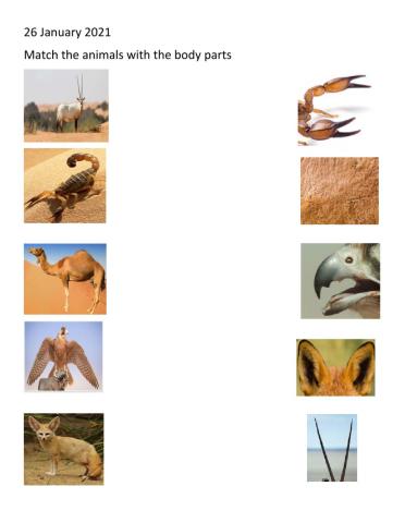 Animal body parts