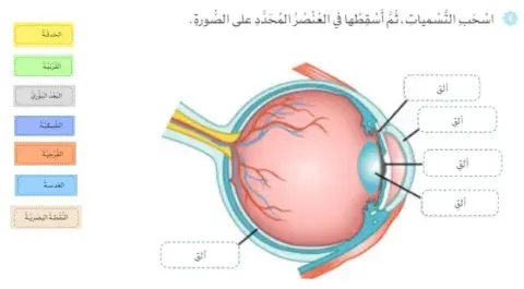 تركيب العين