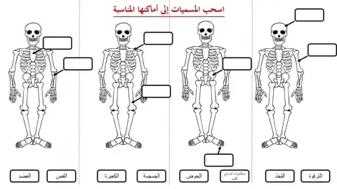 الجهاز الهيكلي - 1