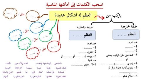 الجهاز الهيكلي - 2