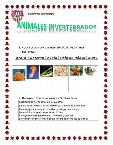 Animales invertebrados