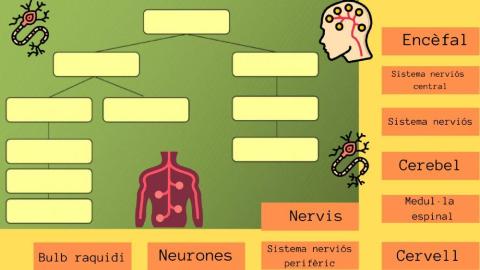 El sistema nerviós