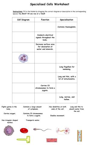 Specialised Cells Worksheet