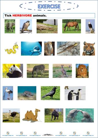 Herbivore Animals