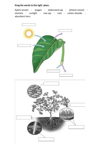 Photosynthesis