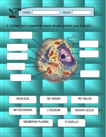 Organisasi Kehidupan Tingkat Sel