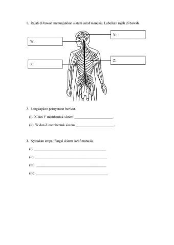 Sistem Saraf Manusia