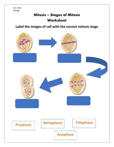 Mitosis