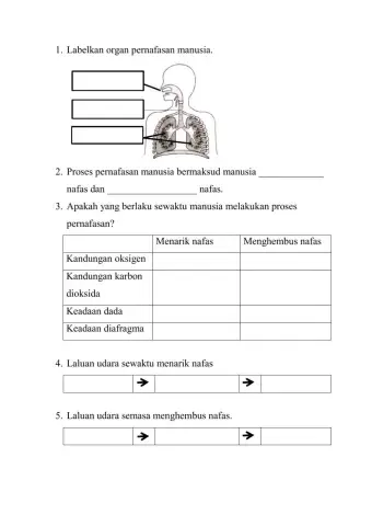 Proses pernafasan manusia