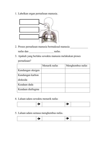 Proses pernafasan manusia