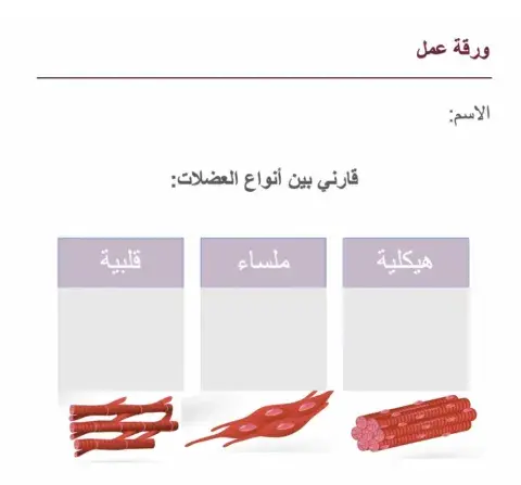 ورقة عمل العضلات
