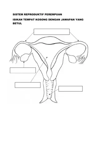 sistem repoduktif perempuan