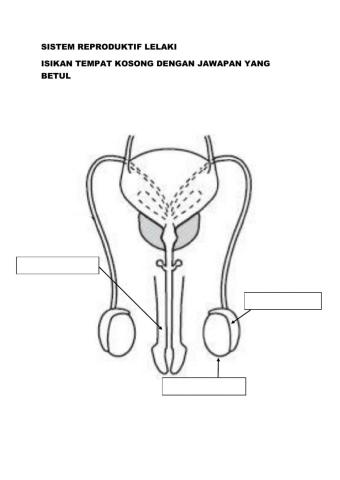 sistem repoduktif lelaki
