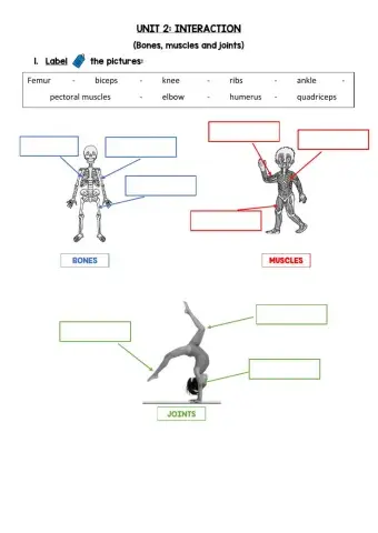 Bones, muscles and joints