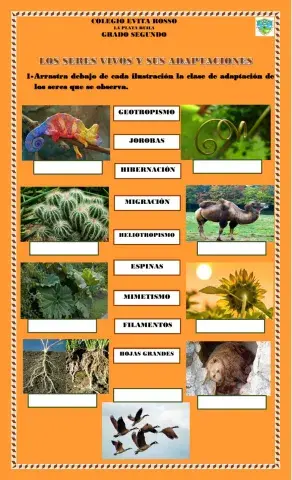 Los seres vivos y sus adaptaciones