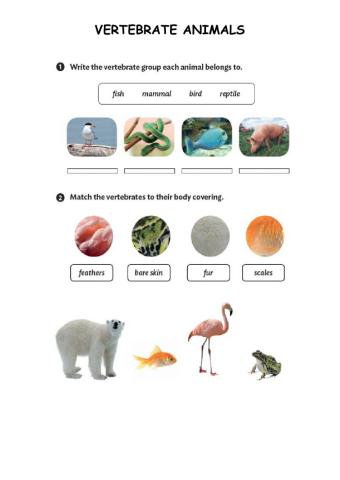 Vertebrate and invertebrate animals