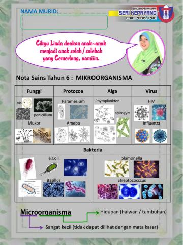 Sains Tahun 6 : Mikroorganisma