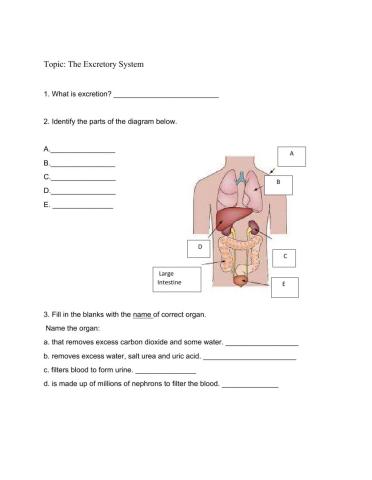 The Excretory System