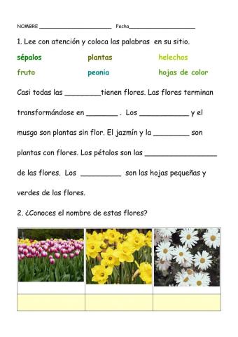 Plantas con flores
