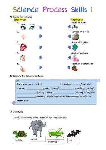 Science Process Skills 1 (Year 3)