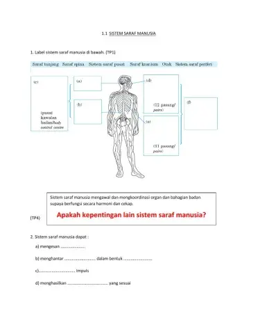 Sistem Saraf Manusia