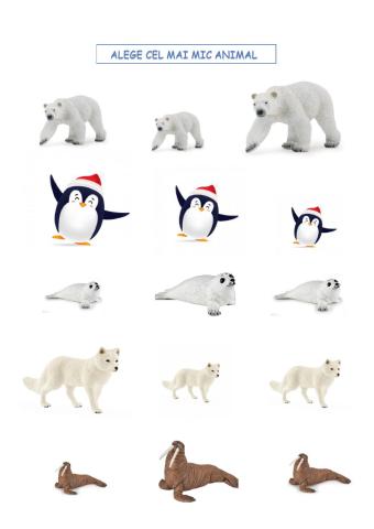 Animale polare