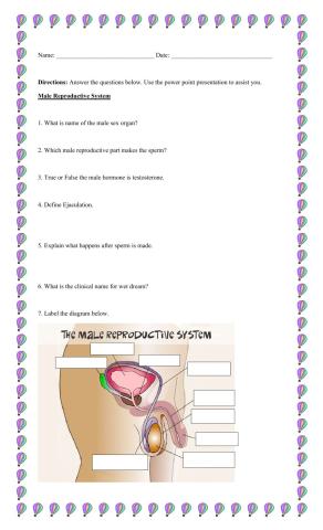 Male Reproductive System