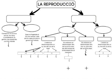 Reproducció dels animals