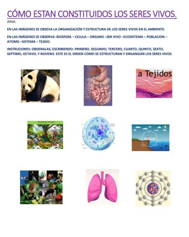 Estructura y organizacion de los seres vivos