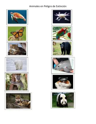 Animales en Peligro de Extinción