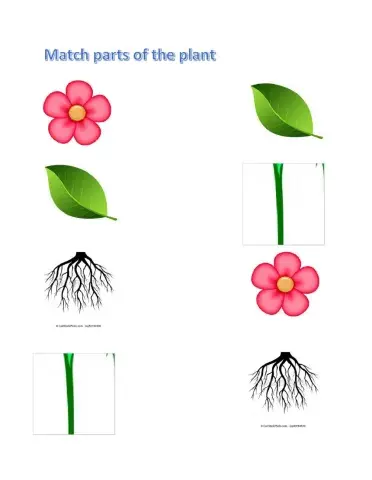 Match parts of the plant