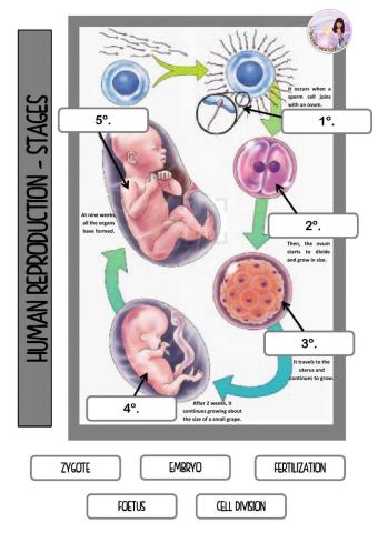 Human reproduction stages