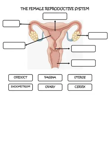 The Female Reproductive System