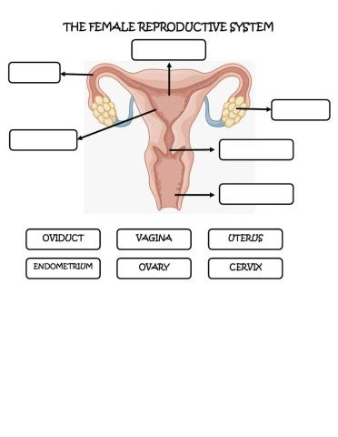 The Female Reproductive System