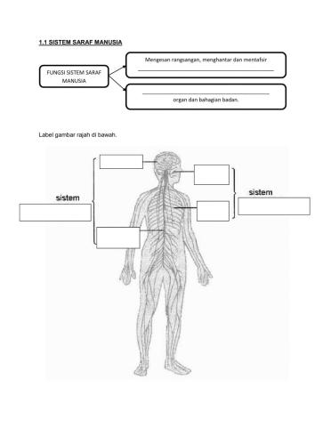Latihan 1.1 Sistem Saraf Manusia