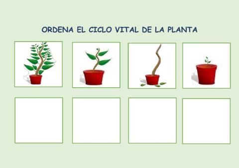 Ciclo de las plantas