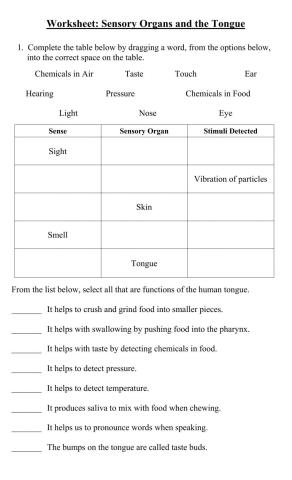 Worksheet: Sensory Organs & The Tongue