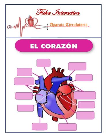 Aparato circulatorio