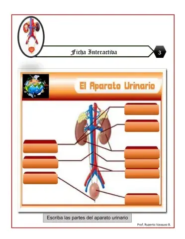 Aparato urinario