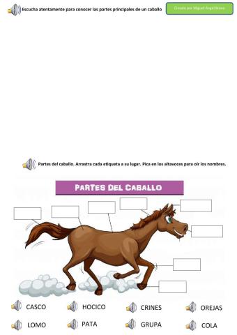 PARTES DEL CUERPO DEL CABALLO