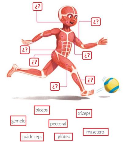 Aparato Locomotor - Músculos