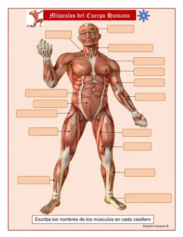 Músculos del cuerpo humano
